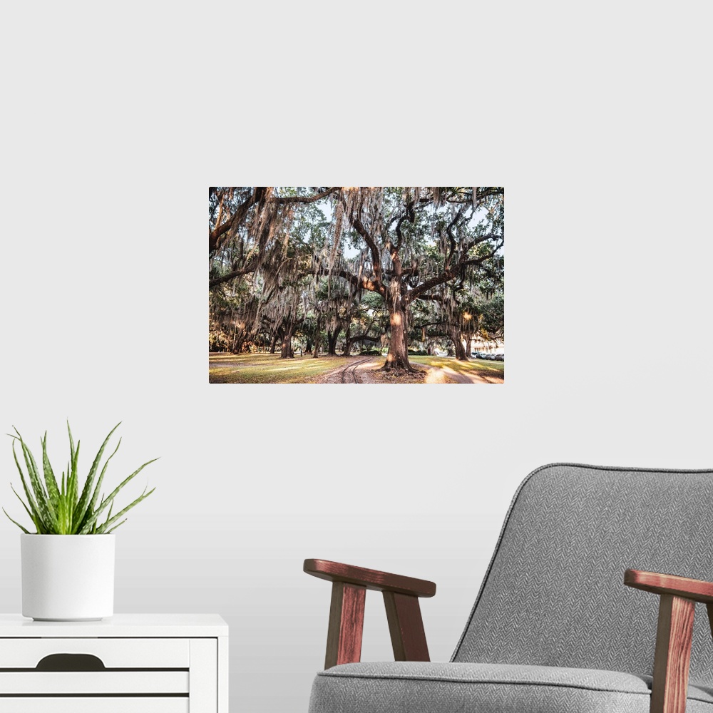A modern room featuring Old trees fill a New Orleans park in Louisiana.