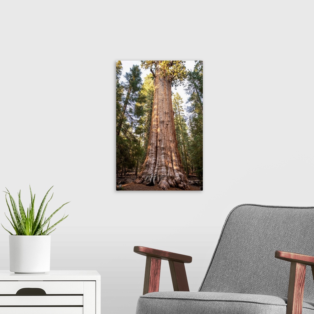 A modern room featuring The General Sherman Tree is the world's largest tree, measured by volume.
