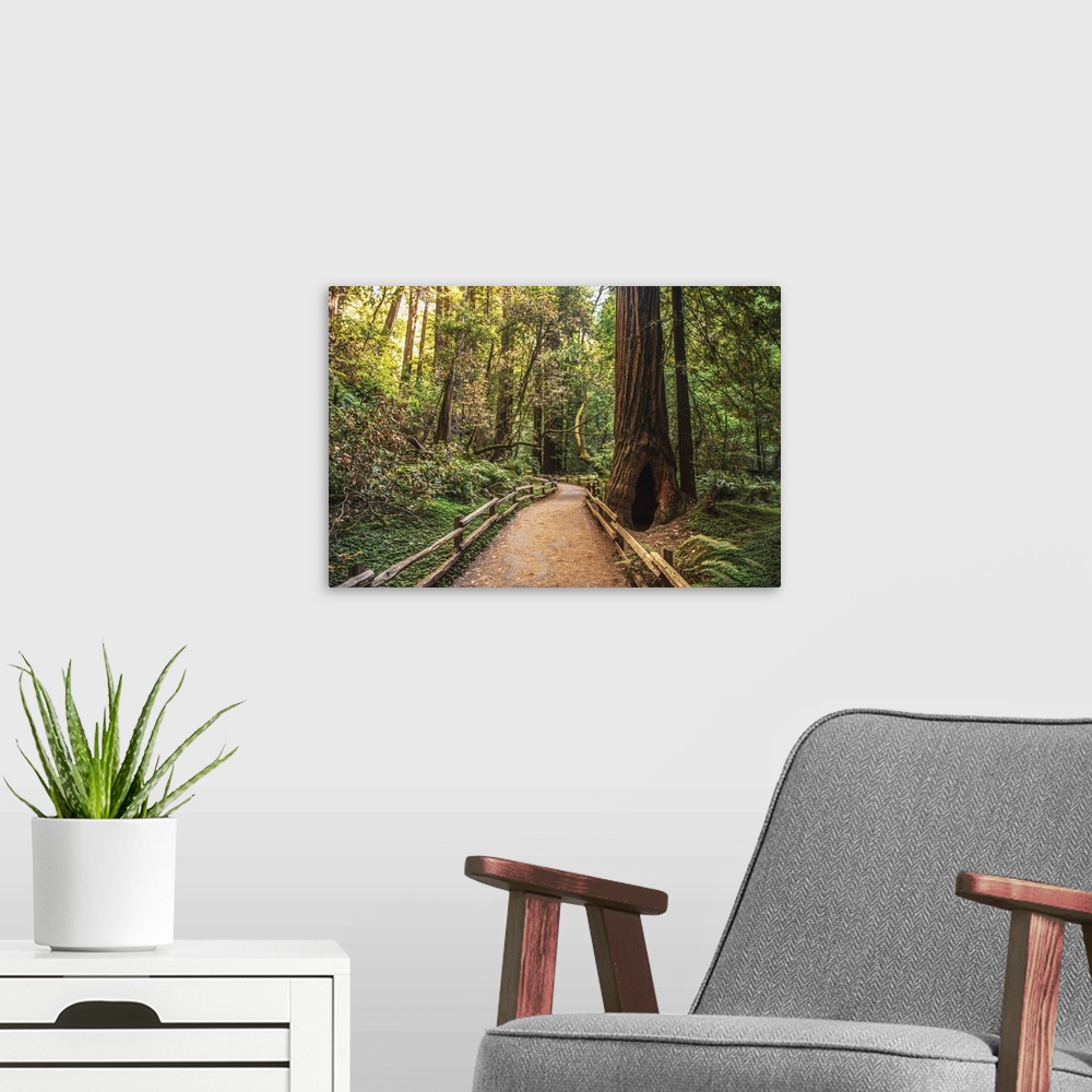 A modern room featuring Photograph of a tree lined path in Napa Valley, California.