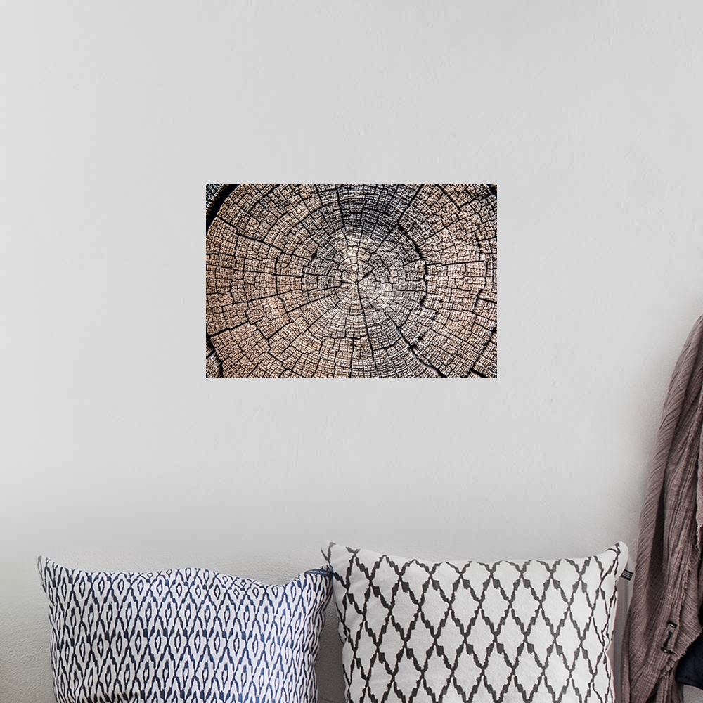 A bohemian room featuring Close-up photo of the rings and texture of a tree stump in Zion National Park, Utah.
