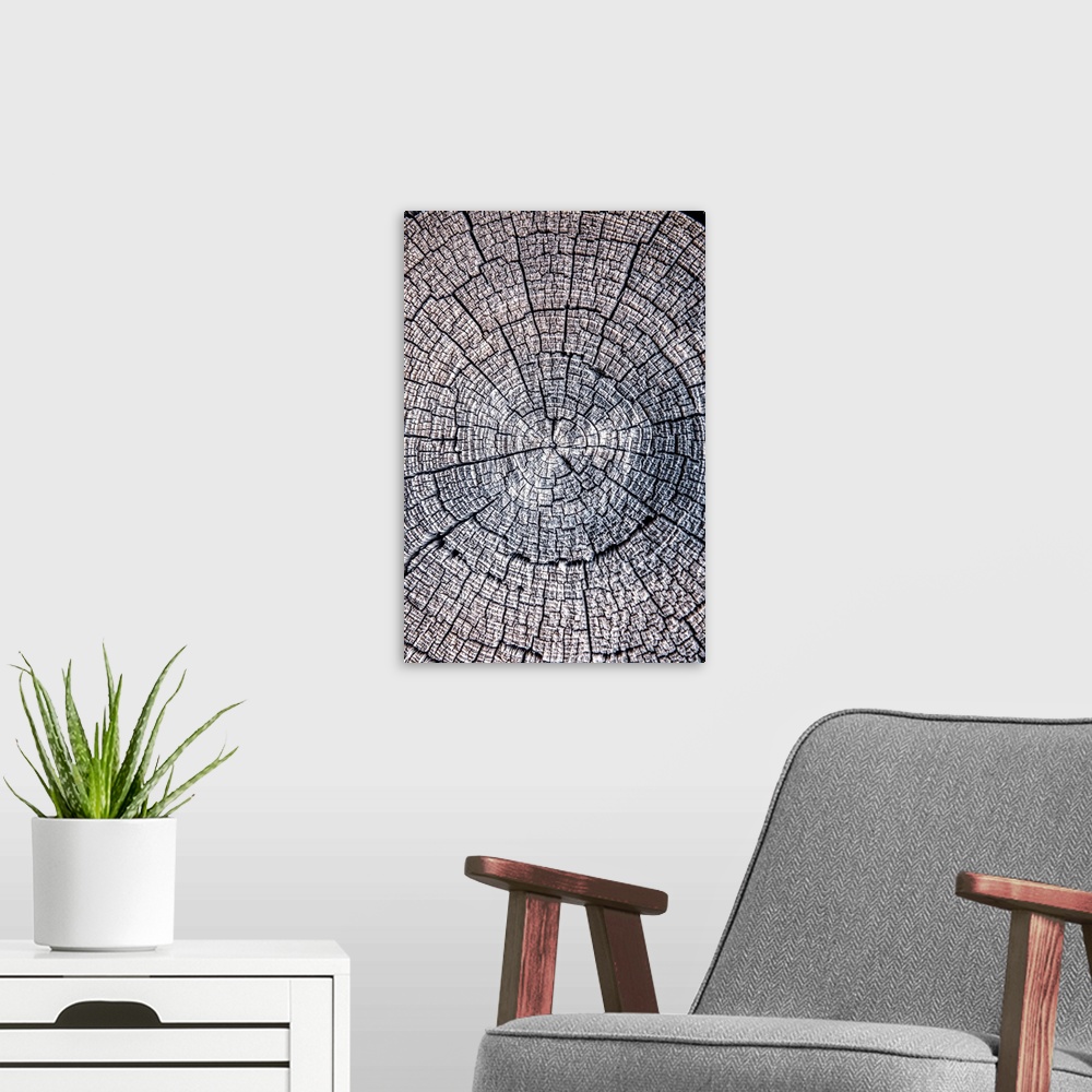 A modern room featuring Close-up photo of the rings and texture of a tree stump in Zion National Park, Utah.