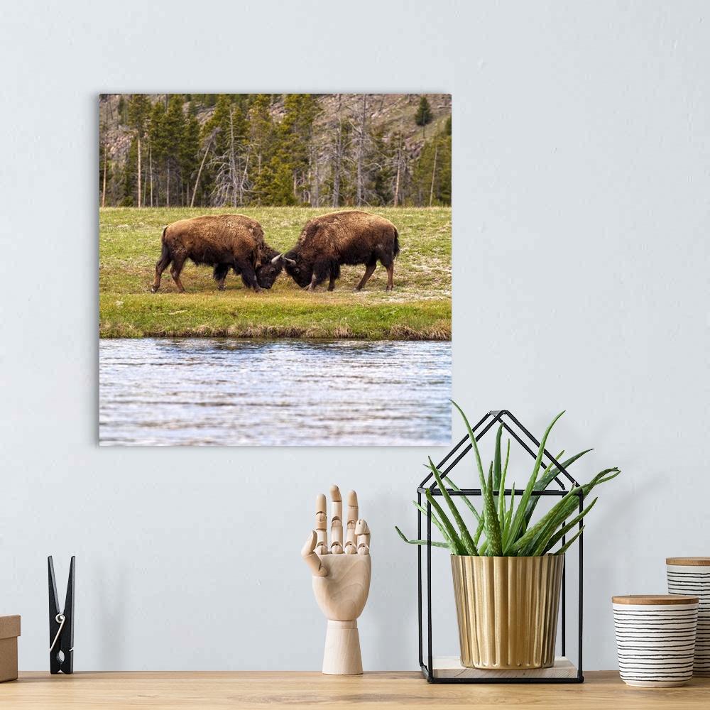 A bohemian room featuring Bison in a meadow at Yelllowstone National Park.