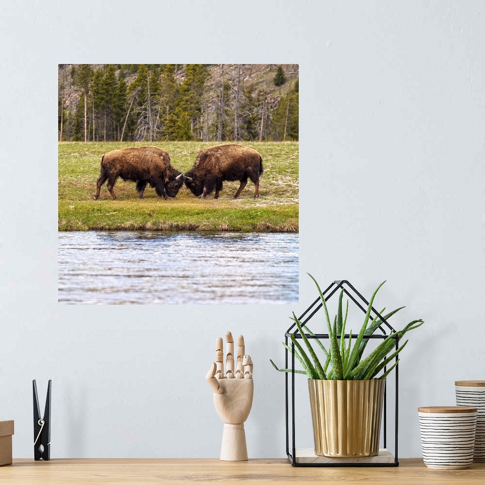 A bohemian room featuring Bison in a meadow at Yelllowstone National Park.