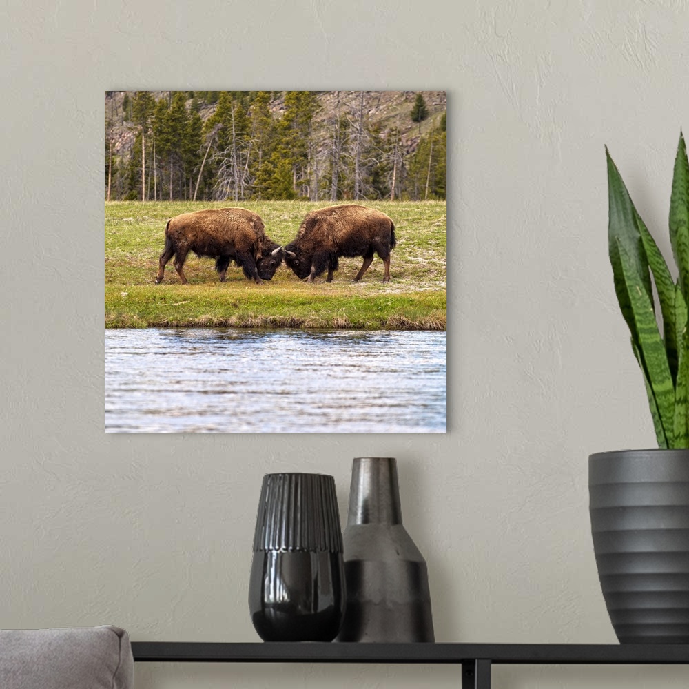 A modern room featuring Bison in a meadow at Yelllowstone National Park.