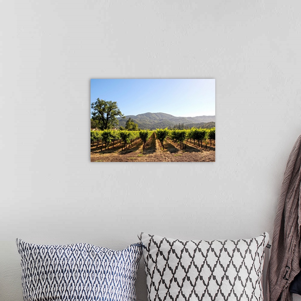 A bohemian room featuring Photograph of rows of grapes at a vineyard in Napa Valley, California, with rolling hills in the ...
