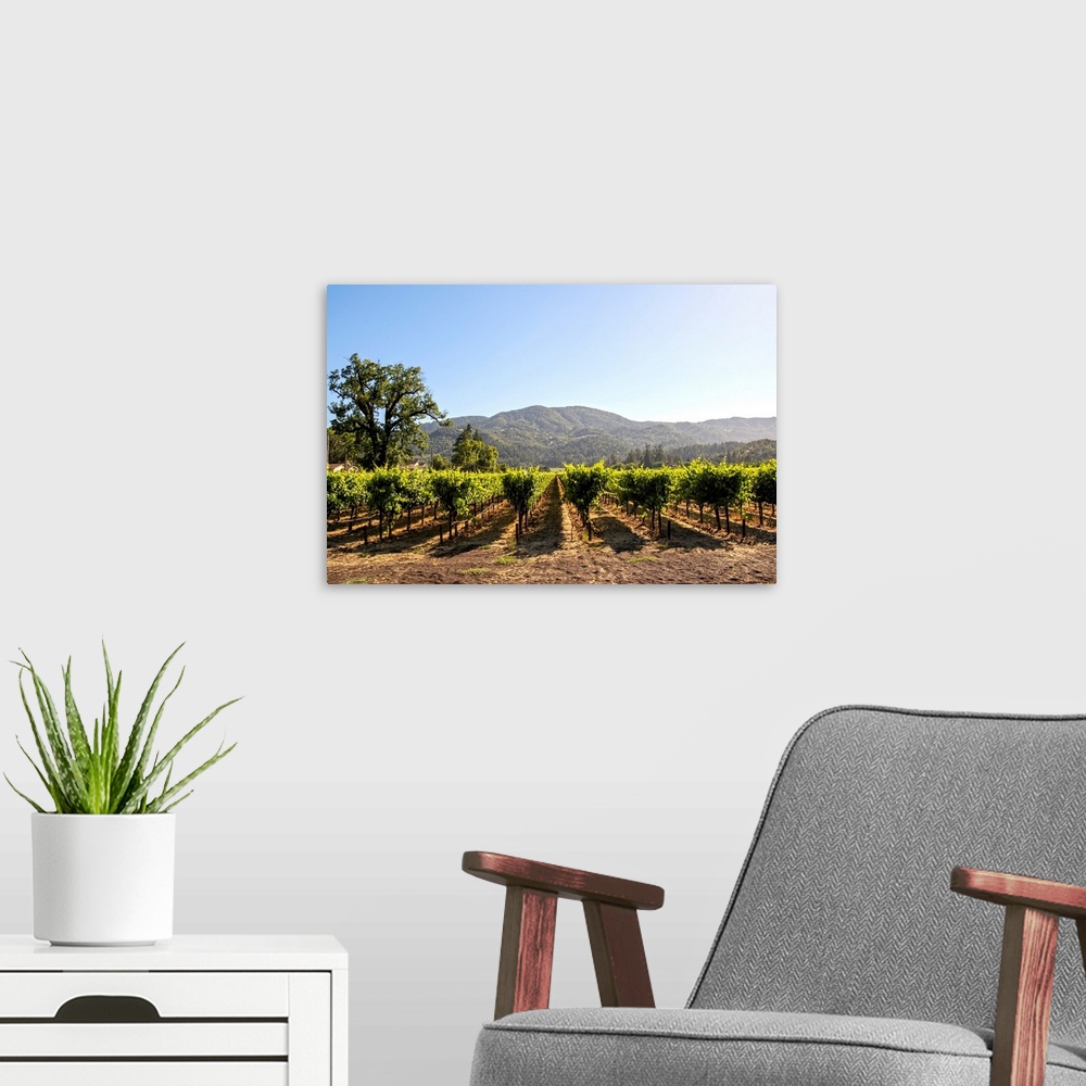 A modern room featuring Photograph of rows of grapes at a vineyard in Napa Valley, California, with rolling hills in the ...
