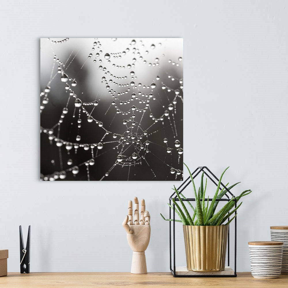 A bohemian room featuring Close up of water droplets on a spider web.