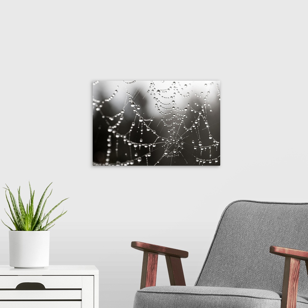 A modern room featuring Close up of water droplets on a spider web.