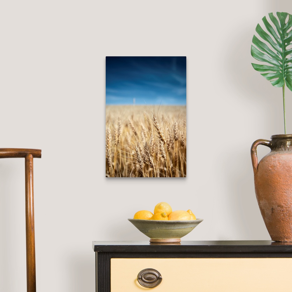 A traditional room featuring Wheat fields in Banff National Park, Alberta, Canada.