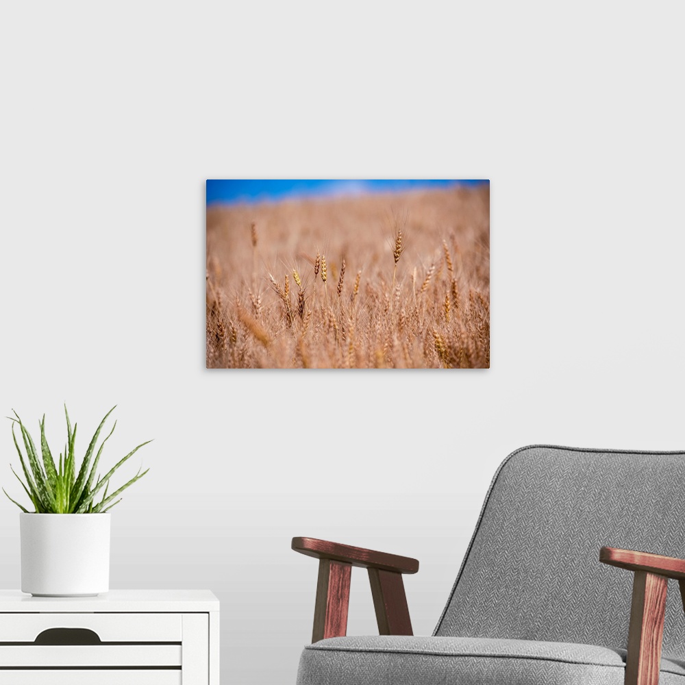 A modern room featuring Wheat Field in Banff National Park, Alberta, Canada.