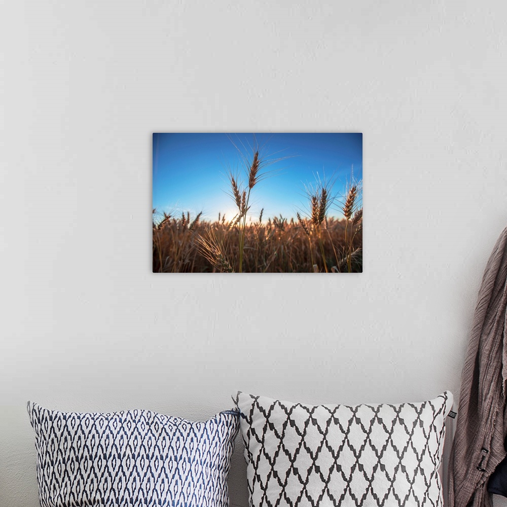 A bohemian room featuring Wheat fields and blue skies in Banff, Alberta, Canada.