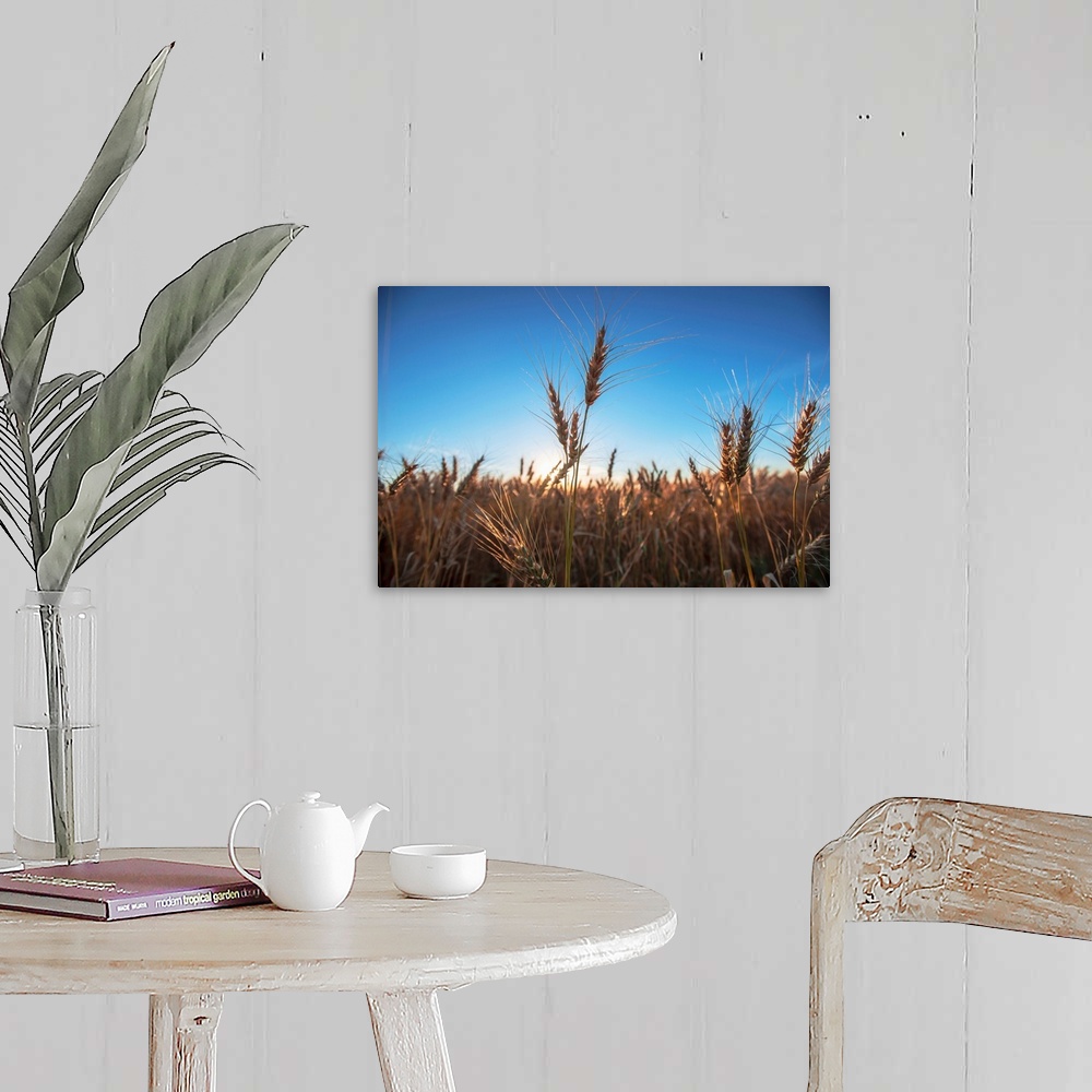 A farmhouse room featuring Wheat fields and blue skies in Banff, Alberta, Canada.