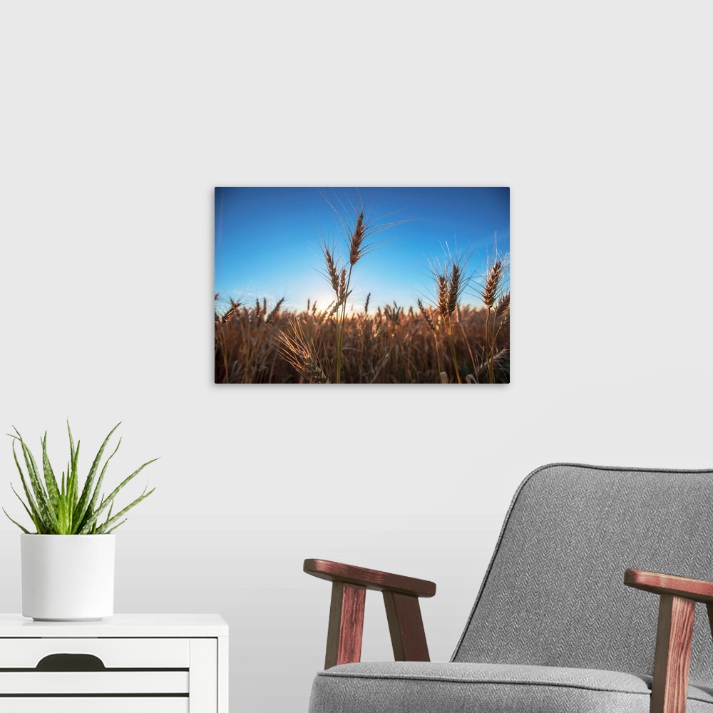 A modern room featuring Wheat fields and blue skies in Banff, Alberta, Canada.