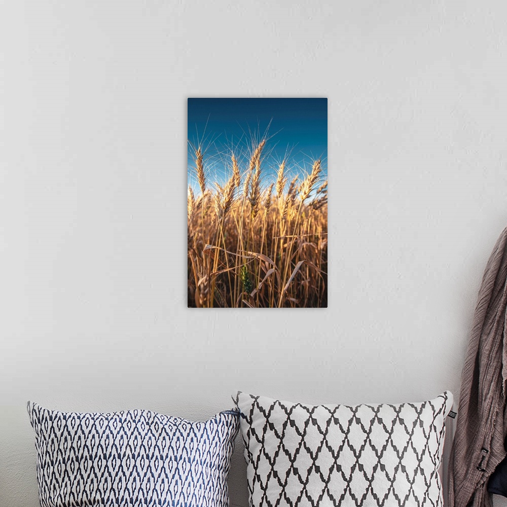 A bohemian room featuring Wheat fields and blue skies in Banff National Park, Alberta, Canada.