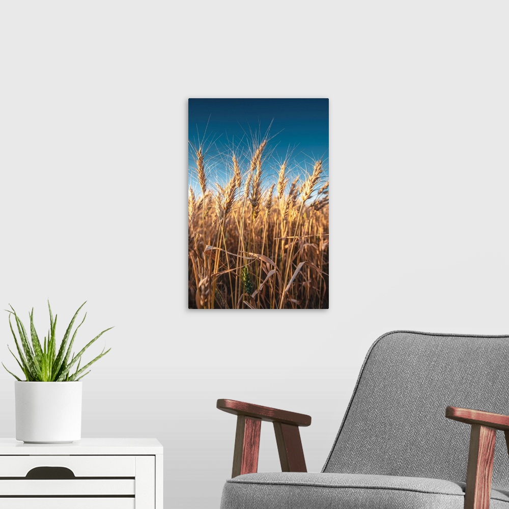 A modern room featuring Wheat fields and blue skies in Banff National Park, Alberta, Canada.