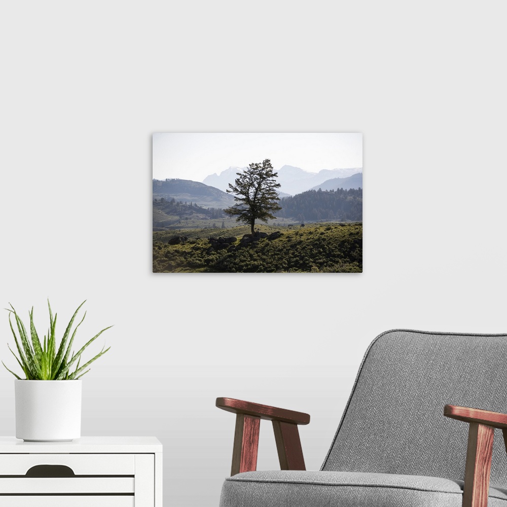 A modern room featuring A lone tree with a mountainous landscape in the background.