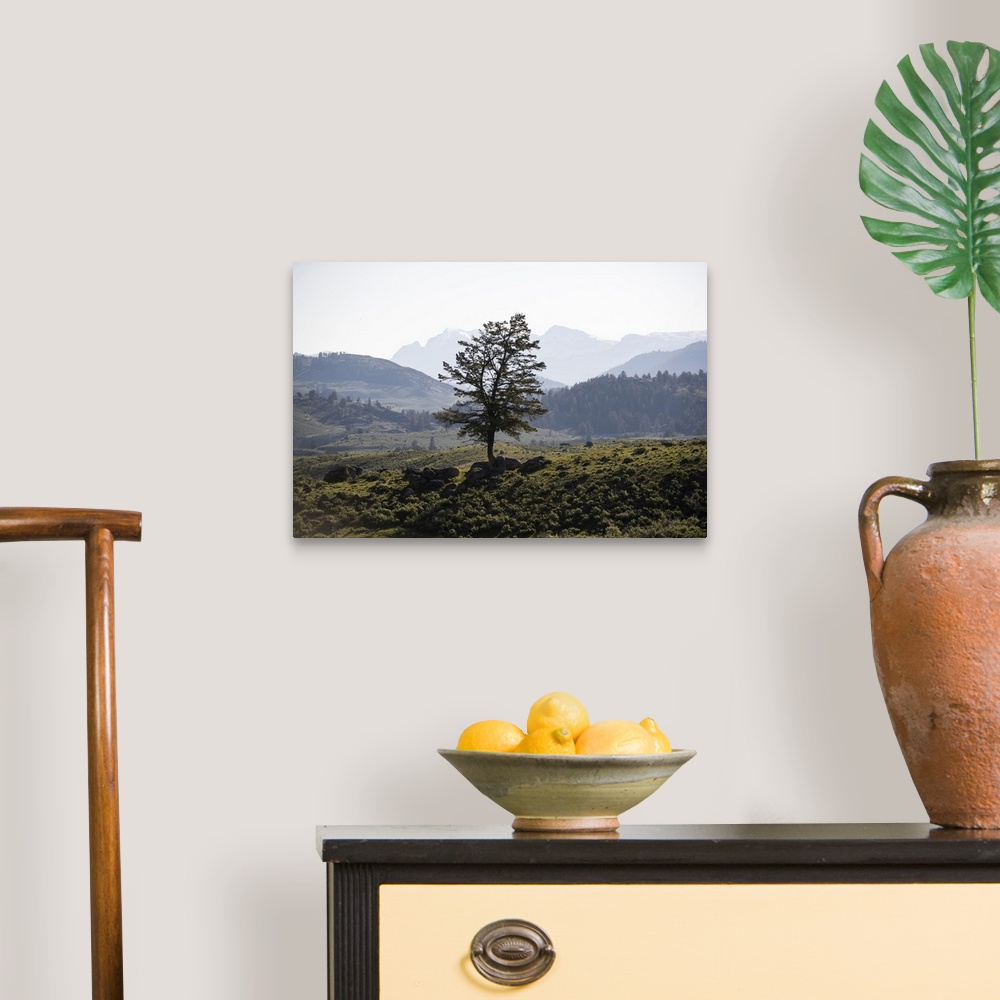 A traditional room featuring A lone tree with a mountainous landscape in the background.