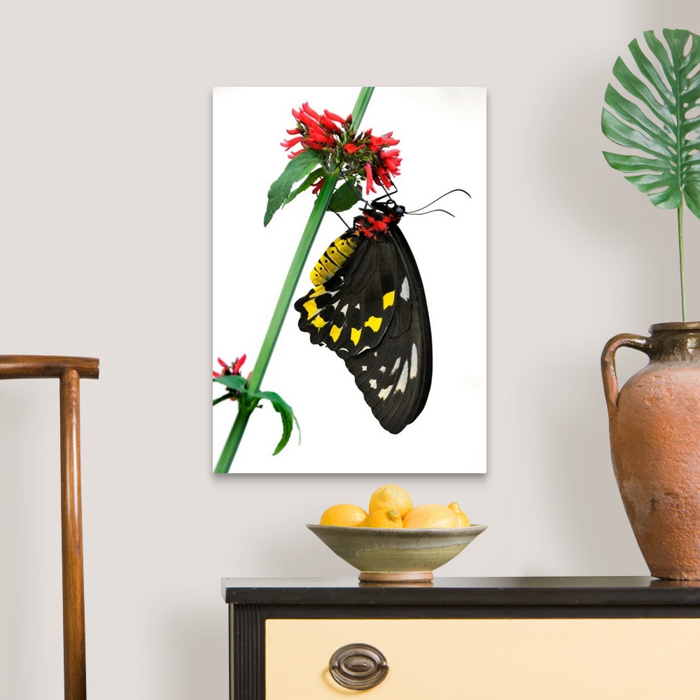 A traditional room featuring A butterfly clings to a red-flowered green stalk.