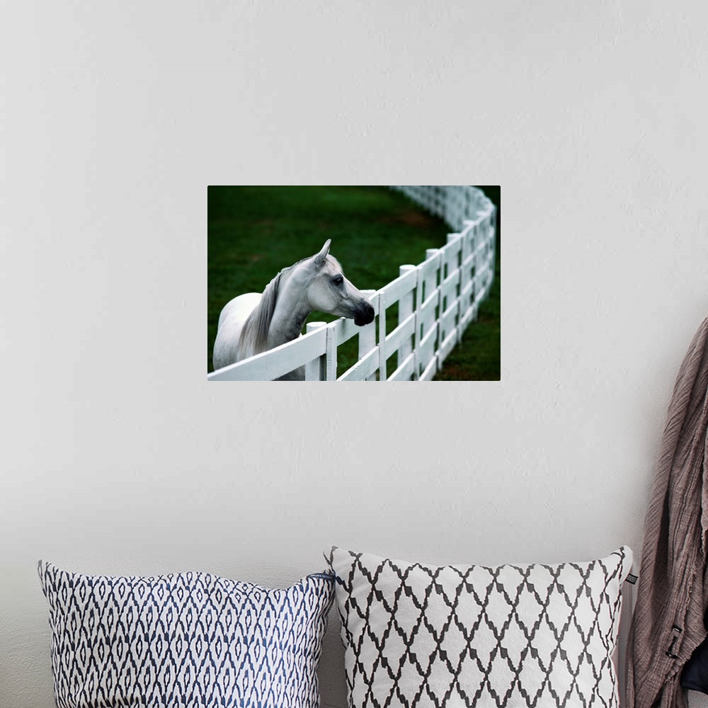 A bohemian room featuring From the National Geographic Collection.  Photograph of horse next to long curving gate.
