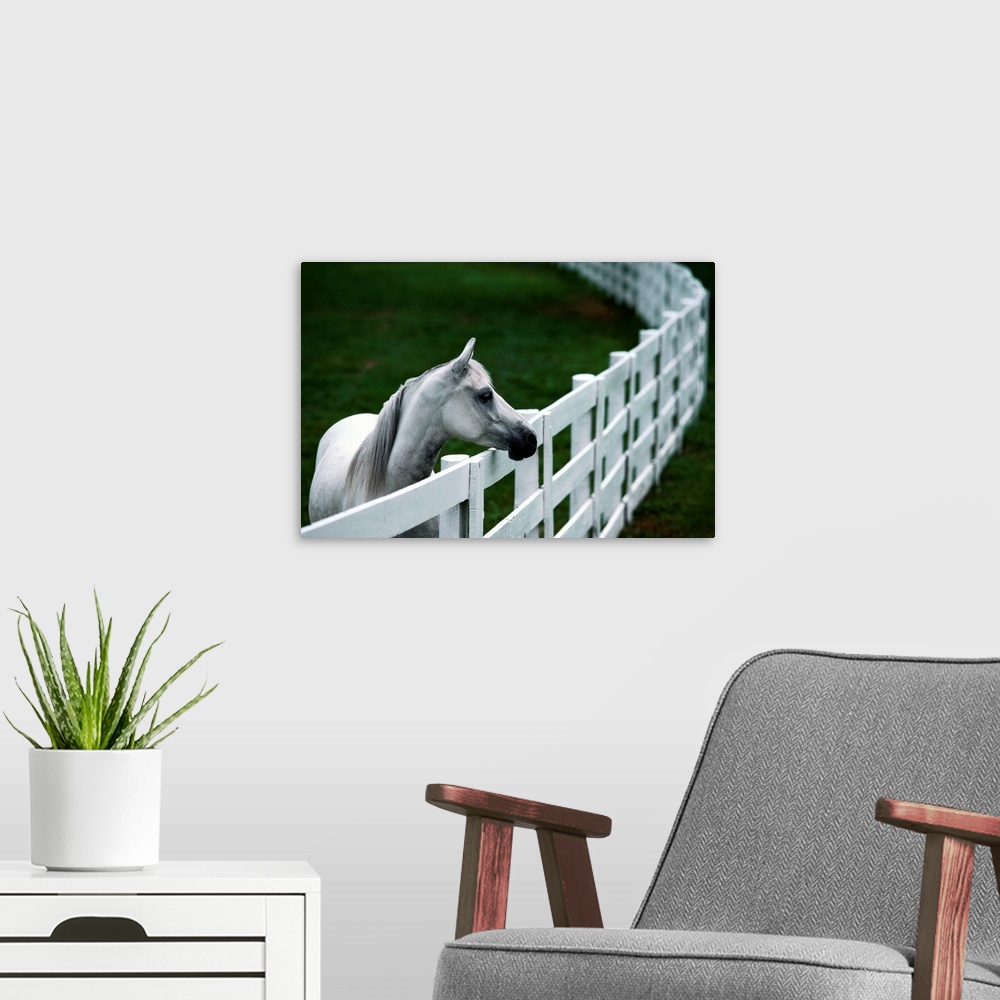A modern room featuring From the National Geographic Collection.  Photograph of horse next to long curving gate.
