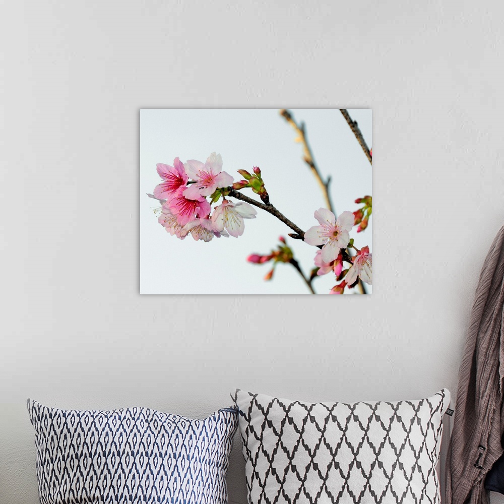 A bohemian room featuring A Japanese cherry tree bursts forth in blossoms.