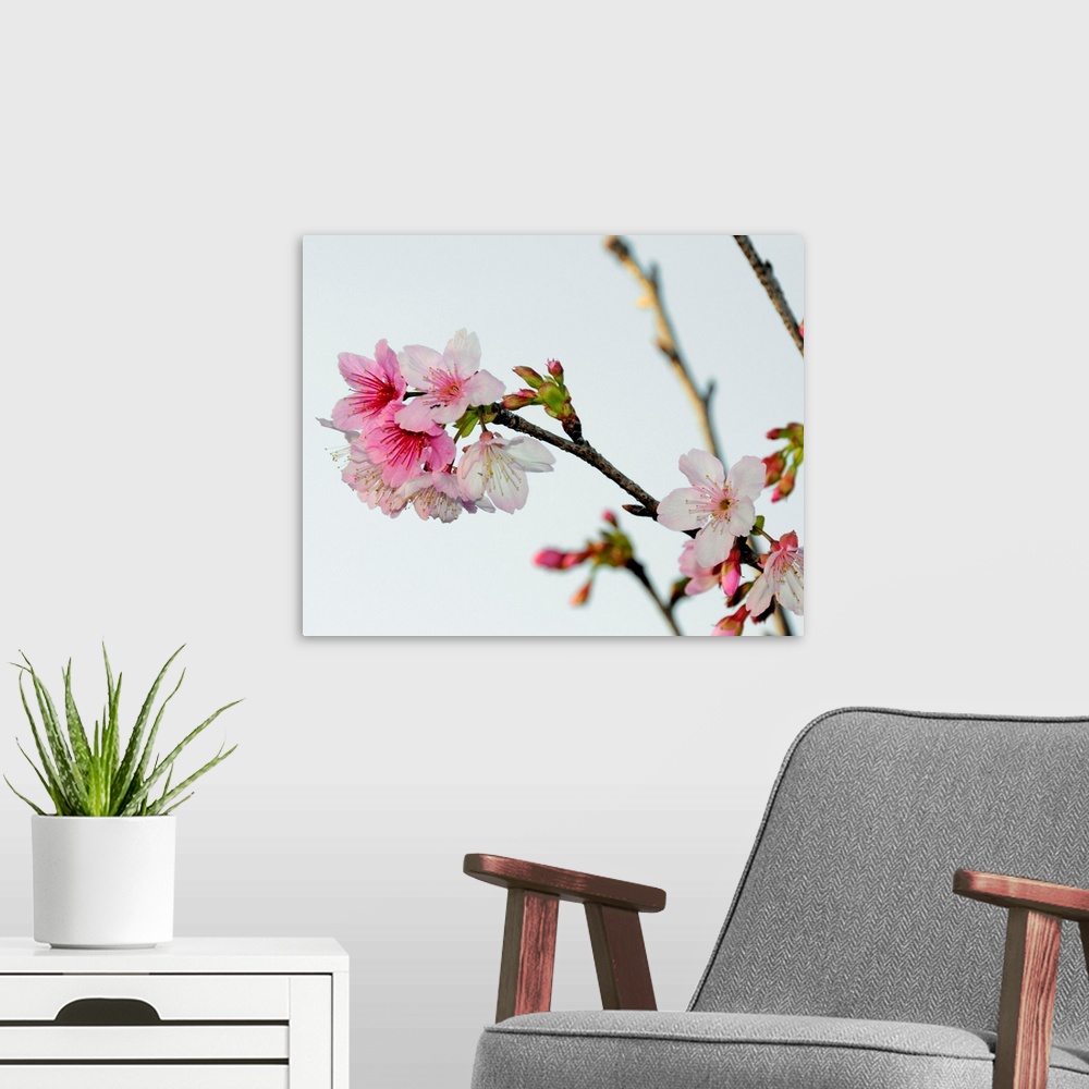 A modern room featuring A Japanese cherry tree bursts forth in blossoms.