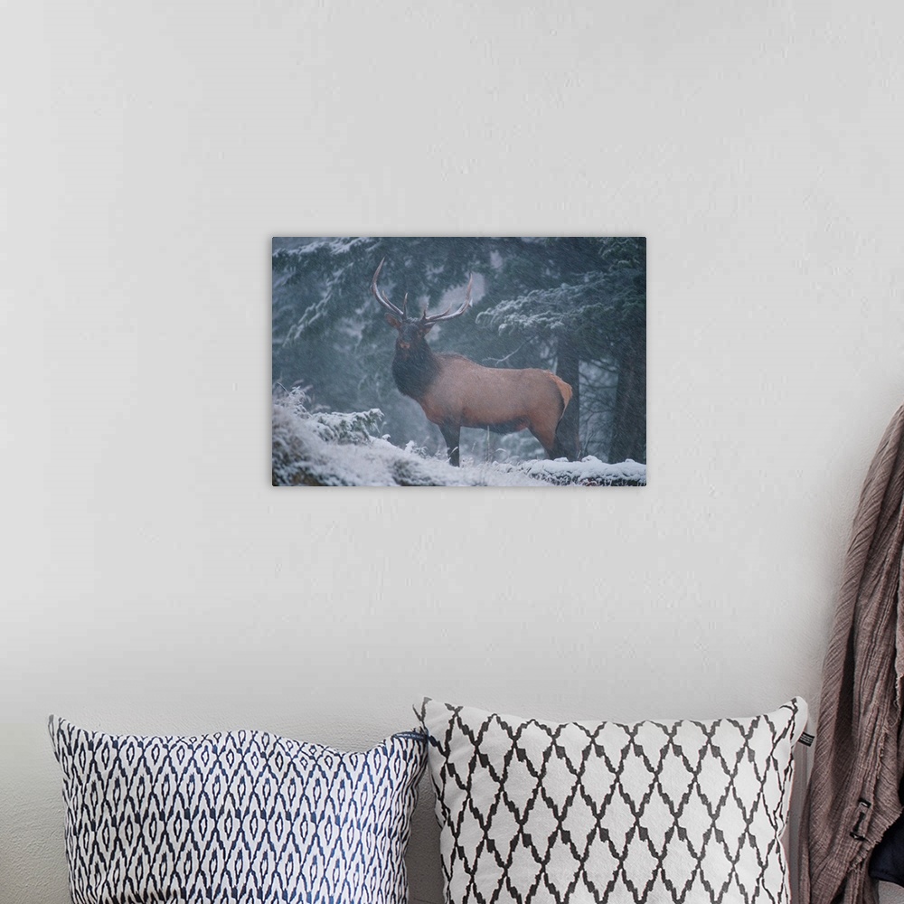 A bohemian room featuring A mighty, proud bull elk stands alone and braves the snowfall in the Vermilion Lakes area of the ...