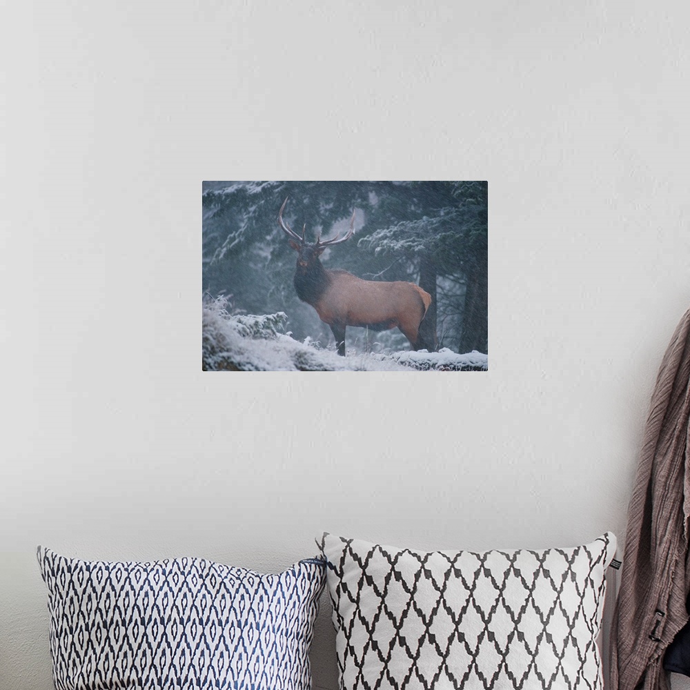 A bohemian room featuring A mighty, proud bull elk stands alone and braves the snowfall in the Vermilion Lakes area of the ...