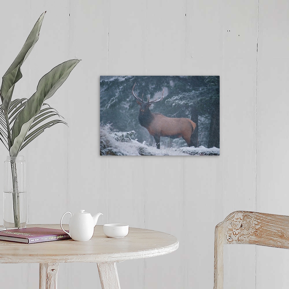 A farmhouse room featuring A mighty, proud bull elk stands alone and braves the snowfall in the Vermilion Lakes area of the ...