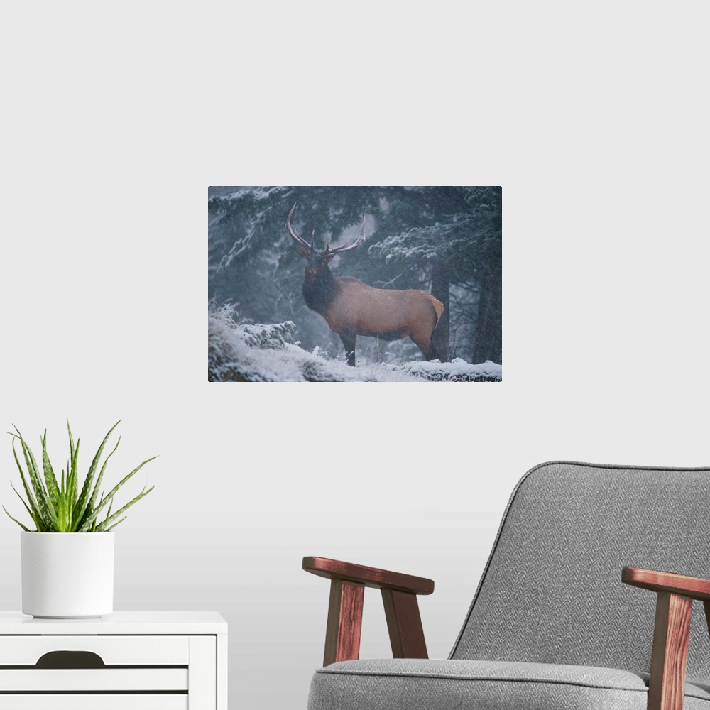 A modern room featuring A mighty, proud bull elk stands alone and braves the snowfall in the Vermilion Lakes area of the ...
