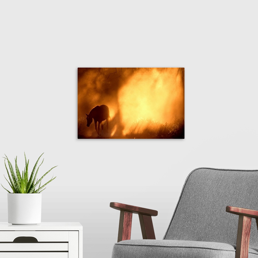 A modern room featuring From the National Geographic Collection.  Photograph of wild horse grazing in mist filled forest ...