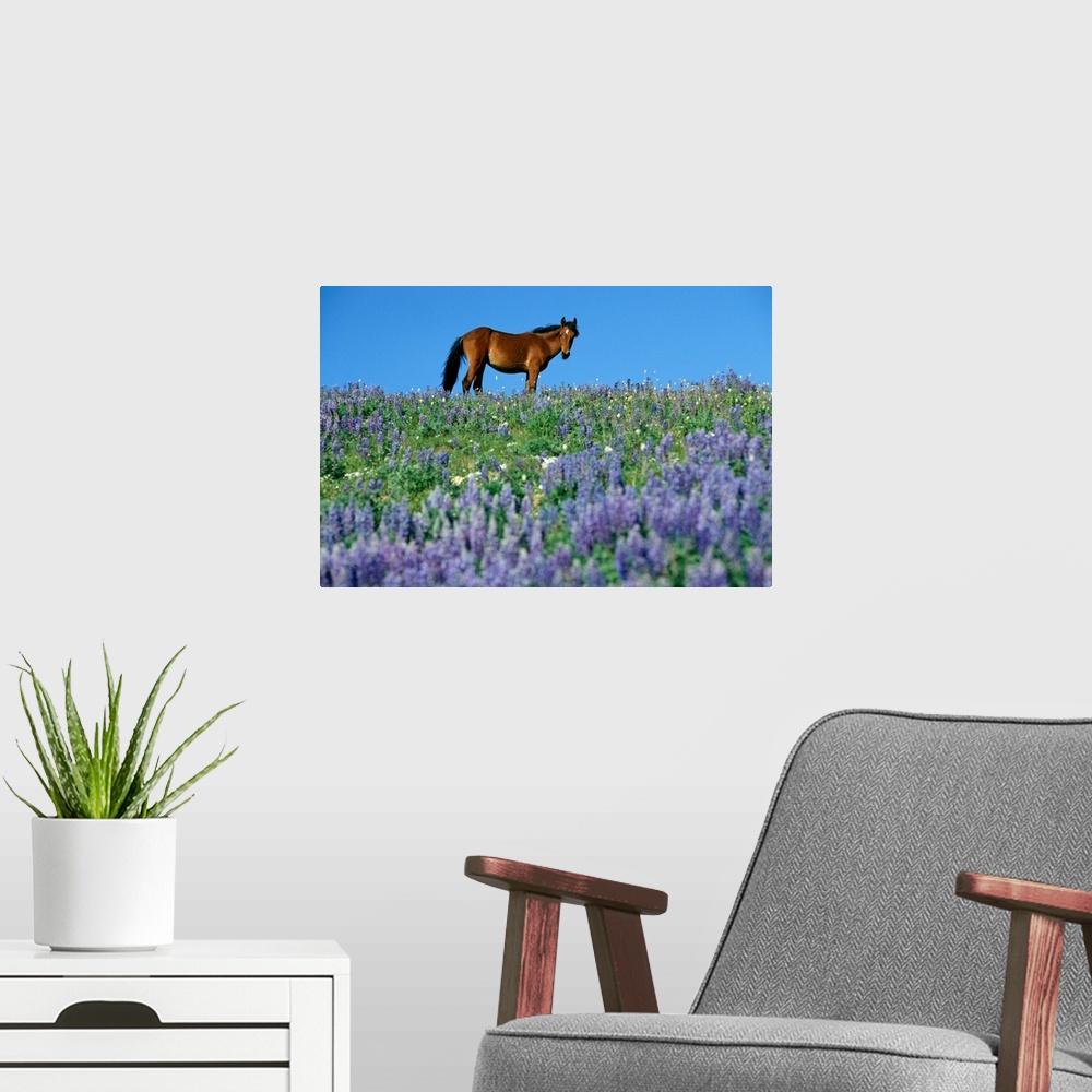 A modern room featuring Horizontal, oversized photograph from the National Geographic Collection of a brown wild horse st...