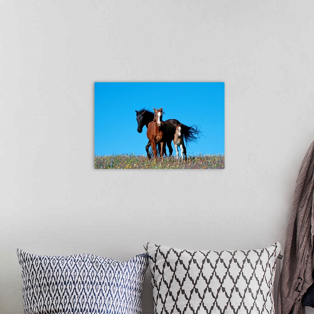 A bohemian room featuring A view of wild horses in a field of wildflowers in the Pryor Mountains.