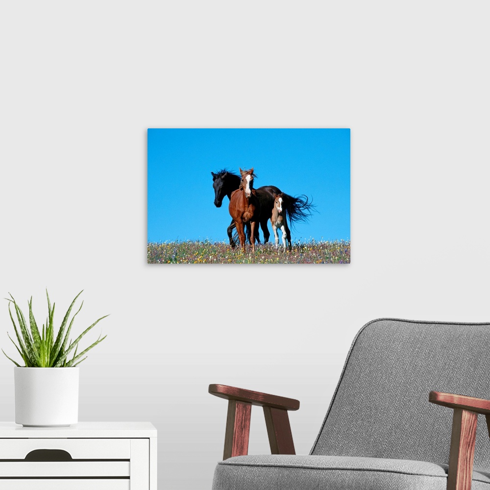 A modern room featuring A view of wild horses in a field of wildflowers in the Pryor Mountains.