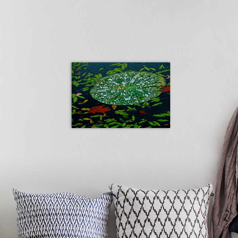 A bohemian room featuring A water lily pad holds droplets of rain