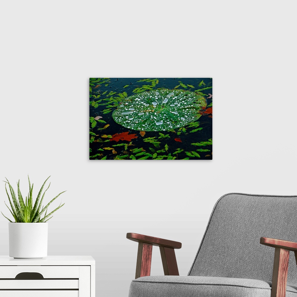 A modern room featuring A water lily pad holds droplets of rain