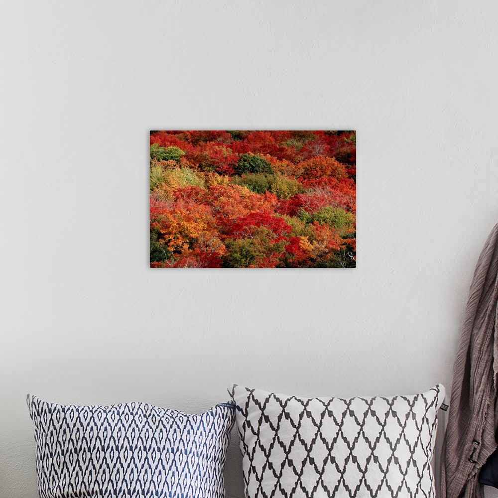 A bohemian room featuring An aerial view of an autumnal forest.