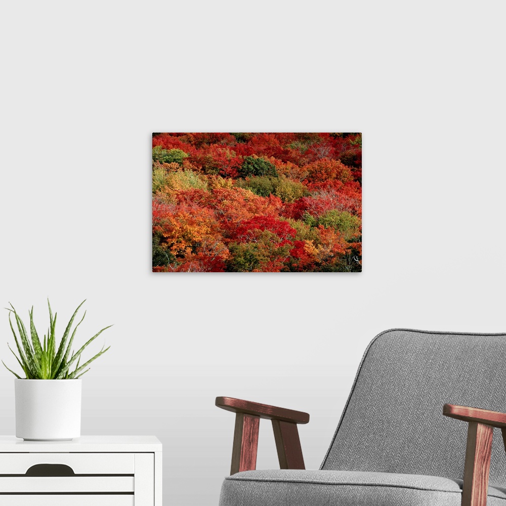 A modern room featuring An aerial view of an autumnal forest.