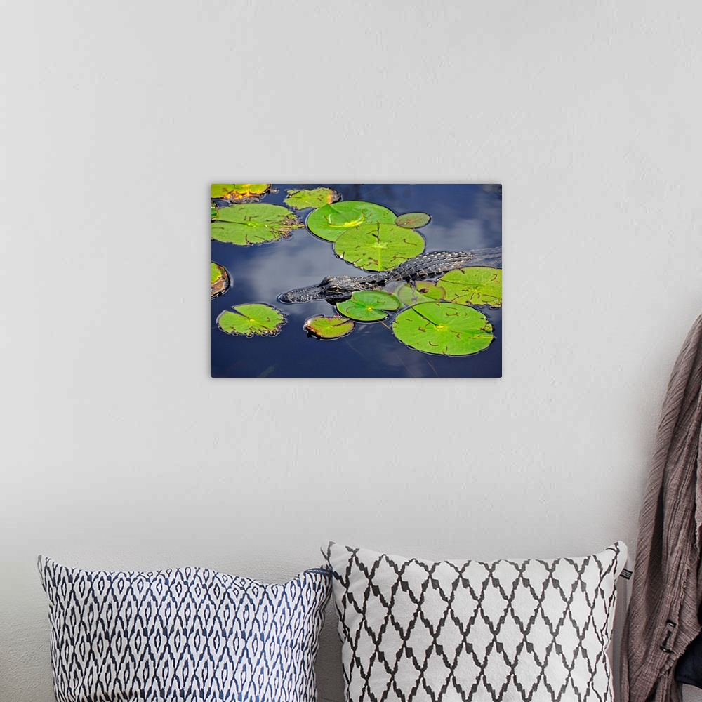 A bohemian room featuring An alligator floats in the afternoon sun amongst lily pads.