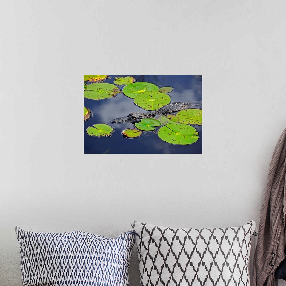 A bohemian room featuring An alligator floats in the afternoon sun amongst lily pads.
