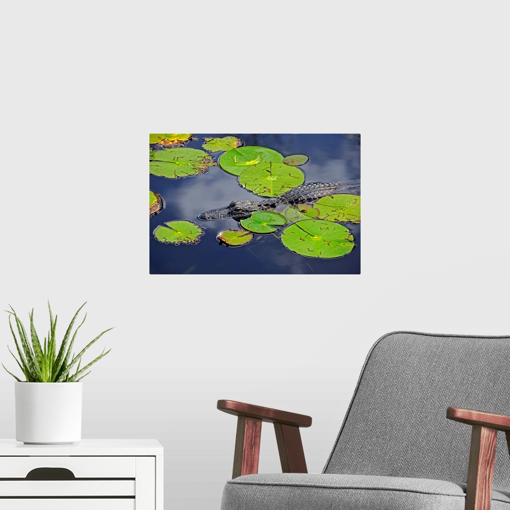 A modern room featuring An alligator floats in the afternoon sun amongst lily pads.