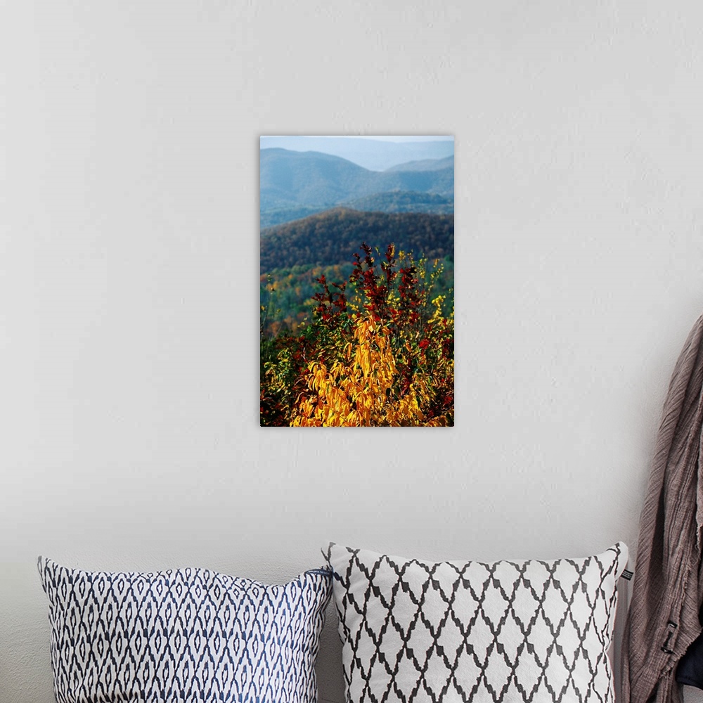 A bohemian room featuring An autumn colored cherry tree with view of Blue Ridge Mountains.