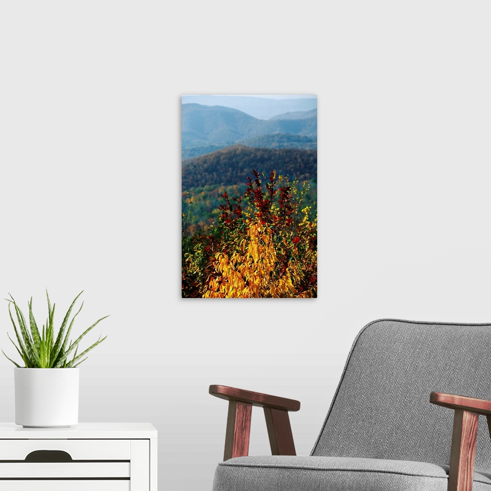 A modern room featuring An autumn colored cherry tree with view of Blue Ridge Mountains.