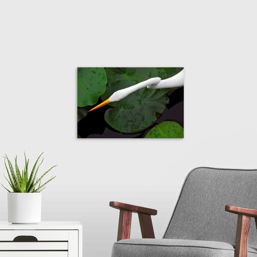 A modern room featuring An orange-beaked great white egret hunting among wetland lily pads.