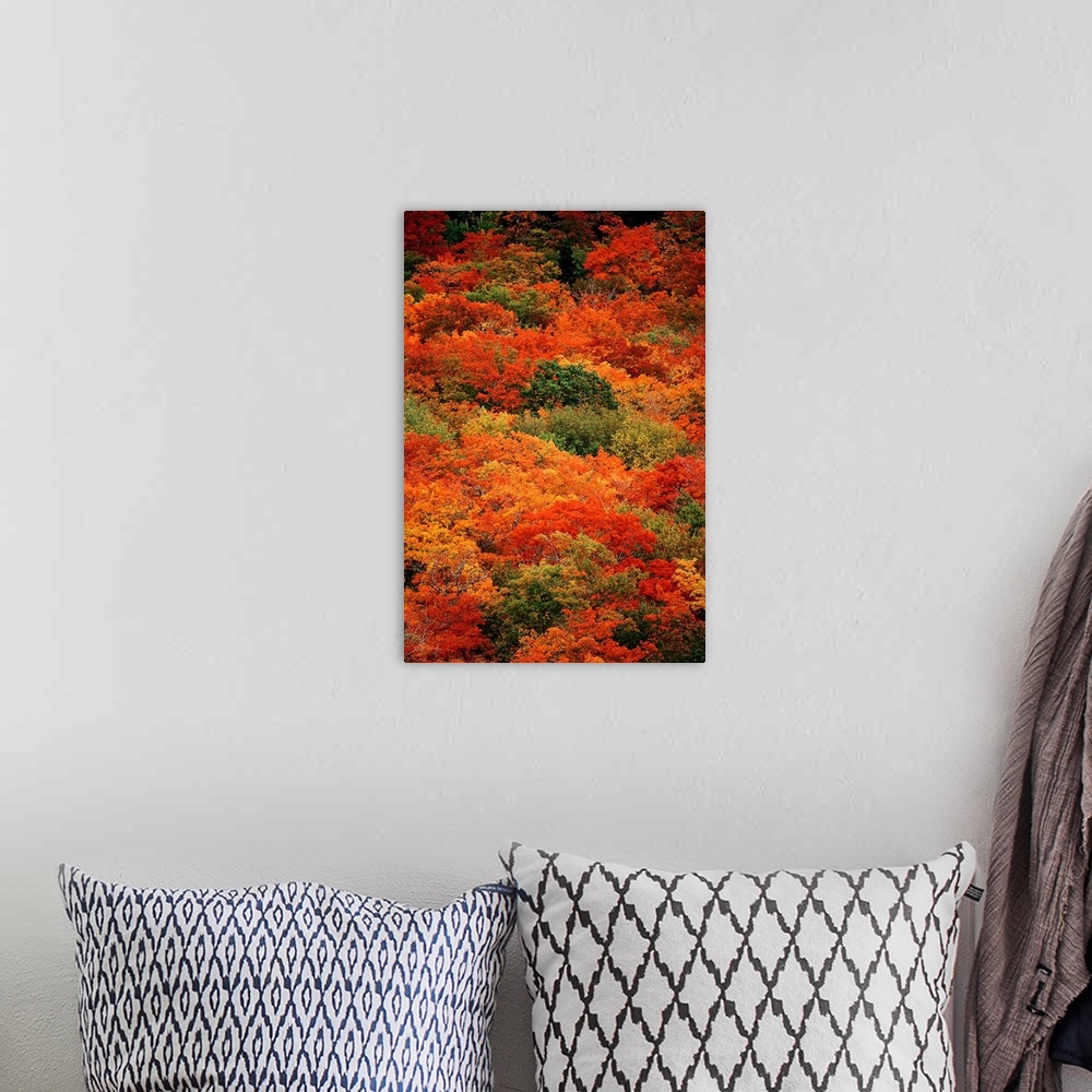 A bohemian room featuring From the National Geographic Collection.  Vertical panoramic photograph of colorful autumn tree t...