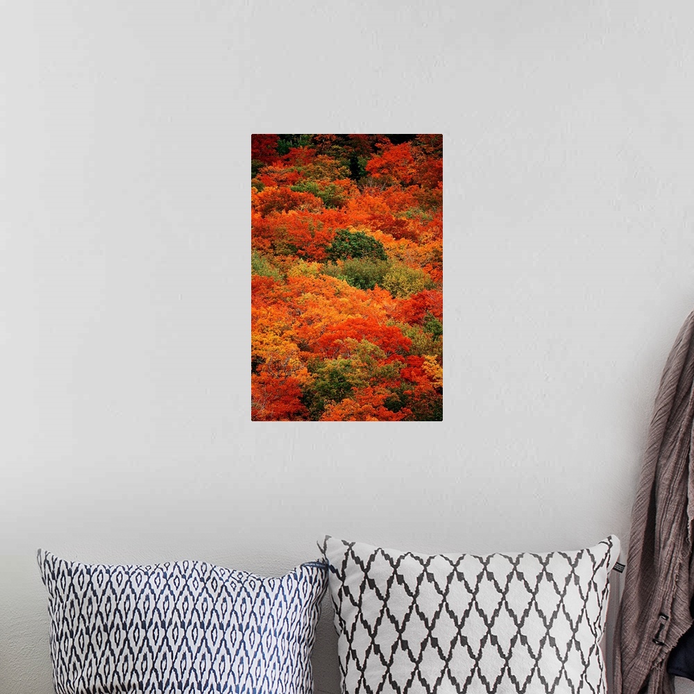 A bohemian room featuring From the National Geographic Collection.  Vertical panoramic photograph of colorful autumn tree t...