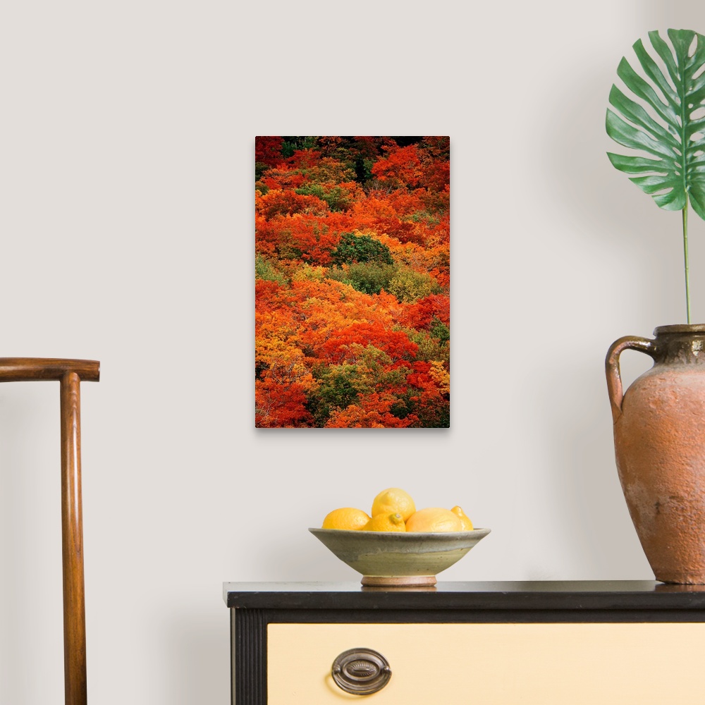 A traditional room featuring From the National Geographic Collection.  Vertical panoramic photograph of colorful autumn tree t...