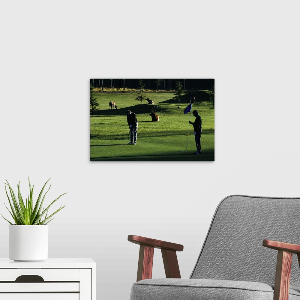 A modern room featuring Two people play golf while elk graze on the golf course.