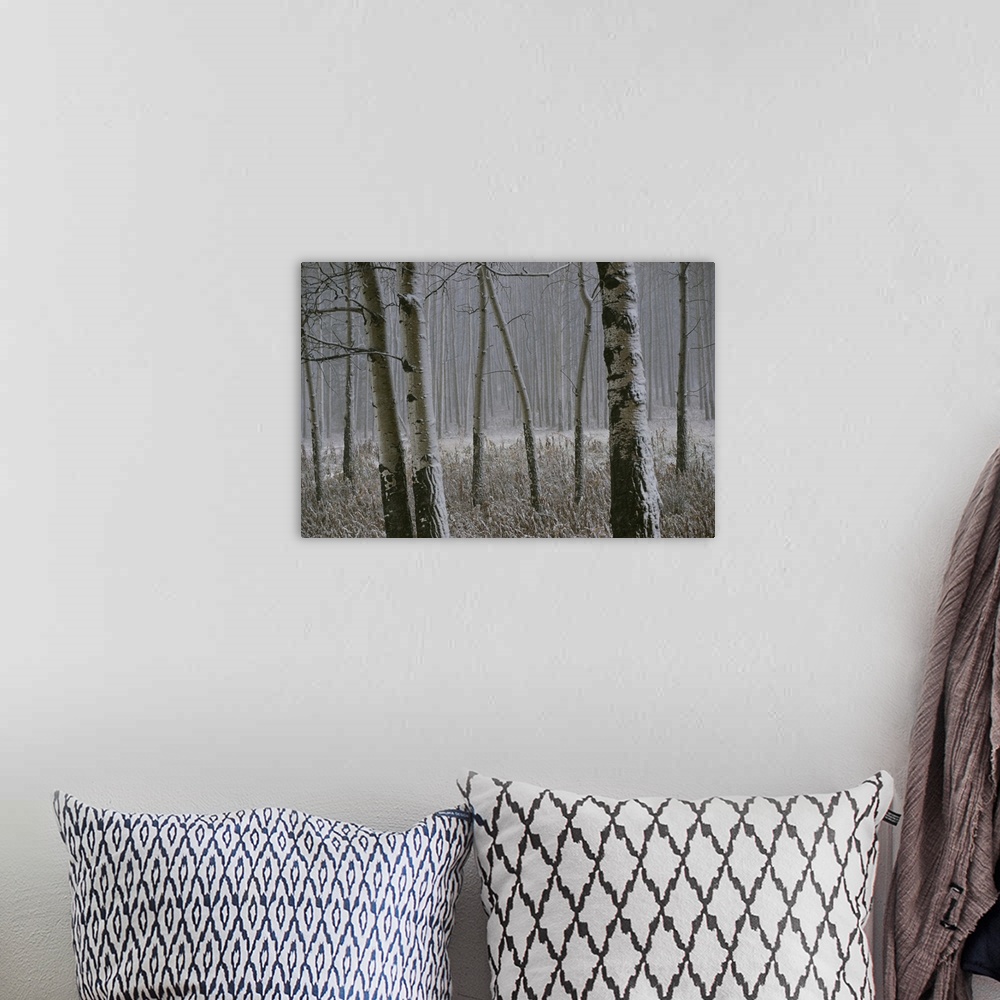 A bohemian room featuring Aspen stand in a snowstorm along the Bow Valley Parkway.
