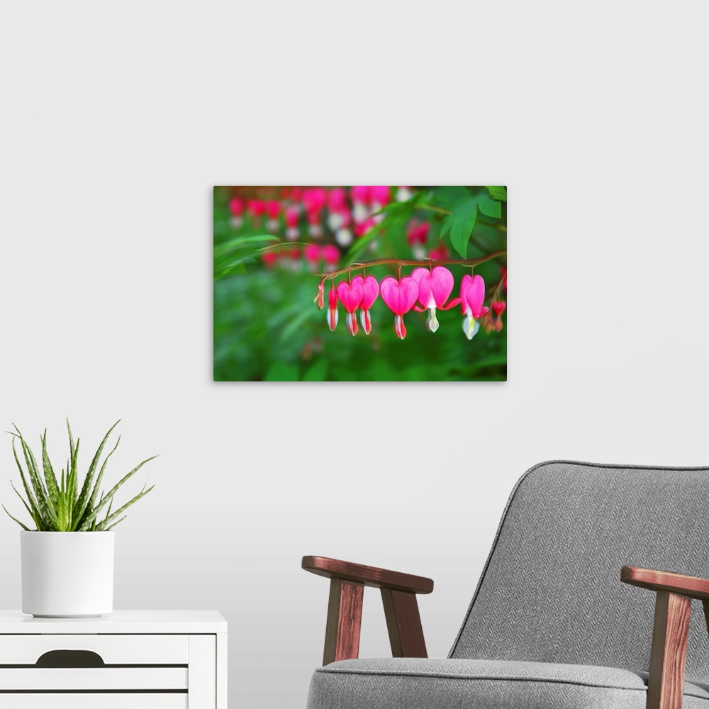 A modern room featuring Bleeding heart flowers, Dicentra spectabilis, in bloom.